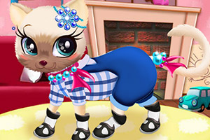 宠物猫护理沙龙