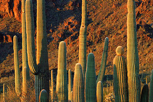 仙人掌上找靶子