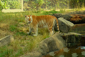 逃离野生动物保护区