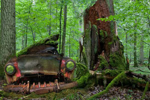 荒野森林寻宝逃生