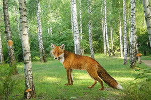 狐狸逃出魔法森林