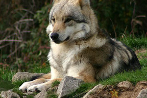 小兔逃脱狼群森林