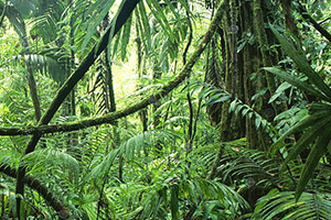 丛林之中找标靶