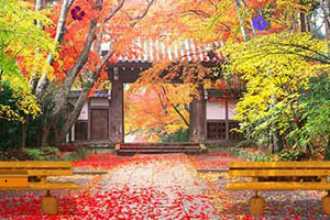 小老虎逃出森林