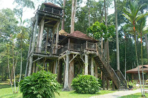 蘑菇森林树屋逃脱