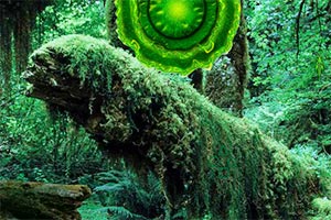 亚马逊雨林逃脱