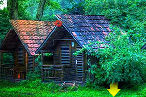 茂密的森林逃脱