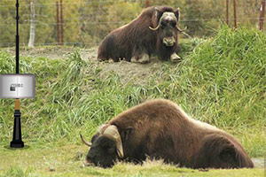 迪纳利国家公园逃脱