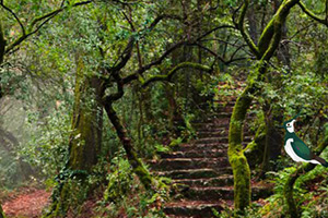 逃离犀牛居住地