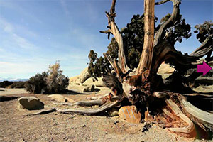 加利福尼亚沙漠逃脱