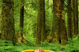 野生森林找箭靶