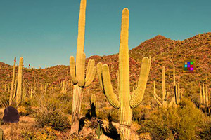 逃离仙人掌沙漠