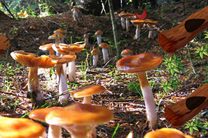 逃离毒蘑菇森林