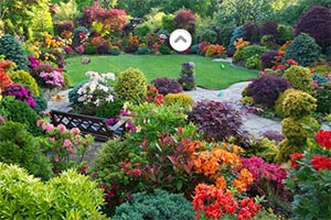 令人惊讶的花园逃脱