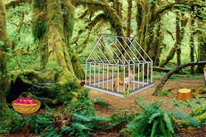 森林梅花鹿逃脱