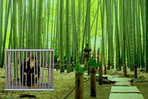 救出竹林猴