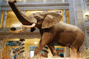 宏伟博物馆逃脱