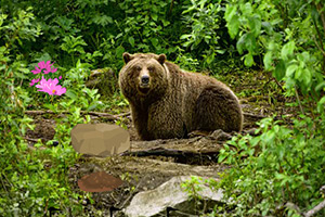 逃离巴伐利亚森林