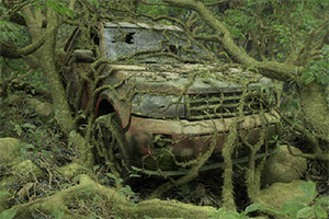 逃出废弃的丛林