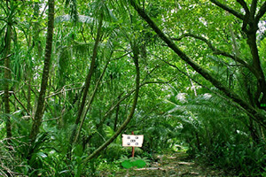 救援受困的猩猩