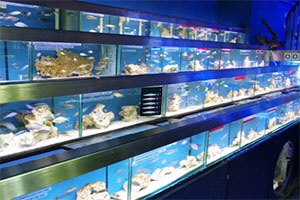 逃出无人水族馆