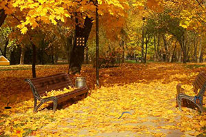 救援受困的小松鼠