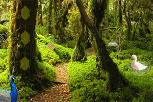 保护区森林逃出