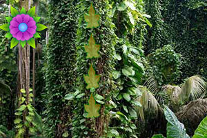 逃离亚马逊雨林