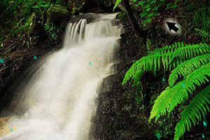 救援神秘的老虎