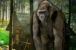 救援黑猩猩宝宝