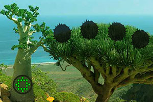 逃离龙血树森林