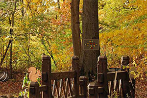 逃出神秘枫树林