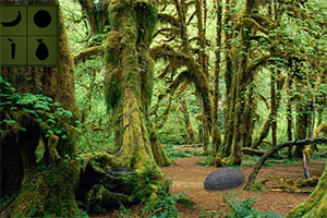 隐藏的绿色森林