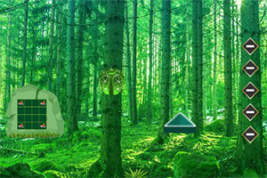 逃离针叶林景观