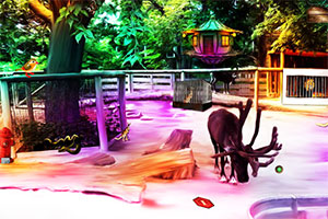 动物园内找寻戒指