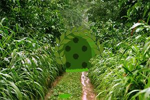 逃出诡异的老林