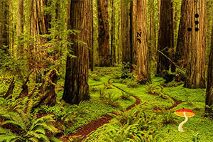 红杉森林公园逃脱