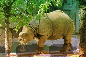 逃离野生动物园