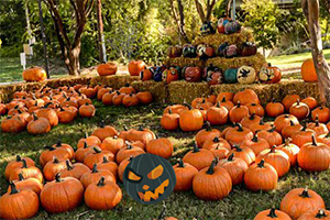 救援受困的南瓜人