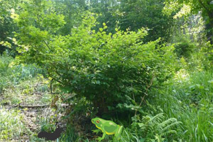 逃离森林的小马