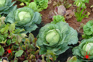 寻找薄荷糖的女孩