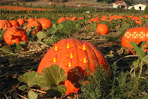 逃离感恩节聚会